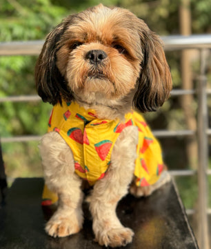 Pawgy Pets Watermelon sugar dress Yellow for Dogs