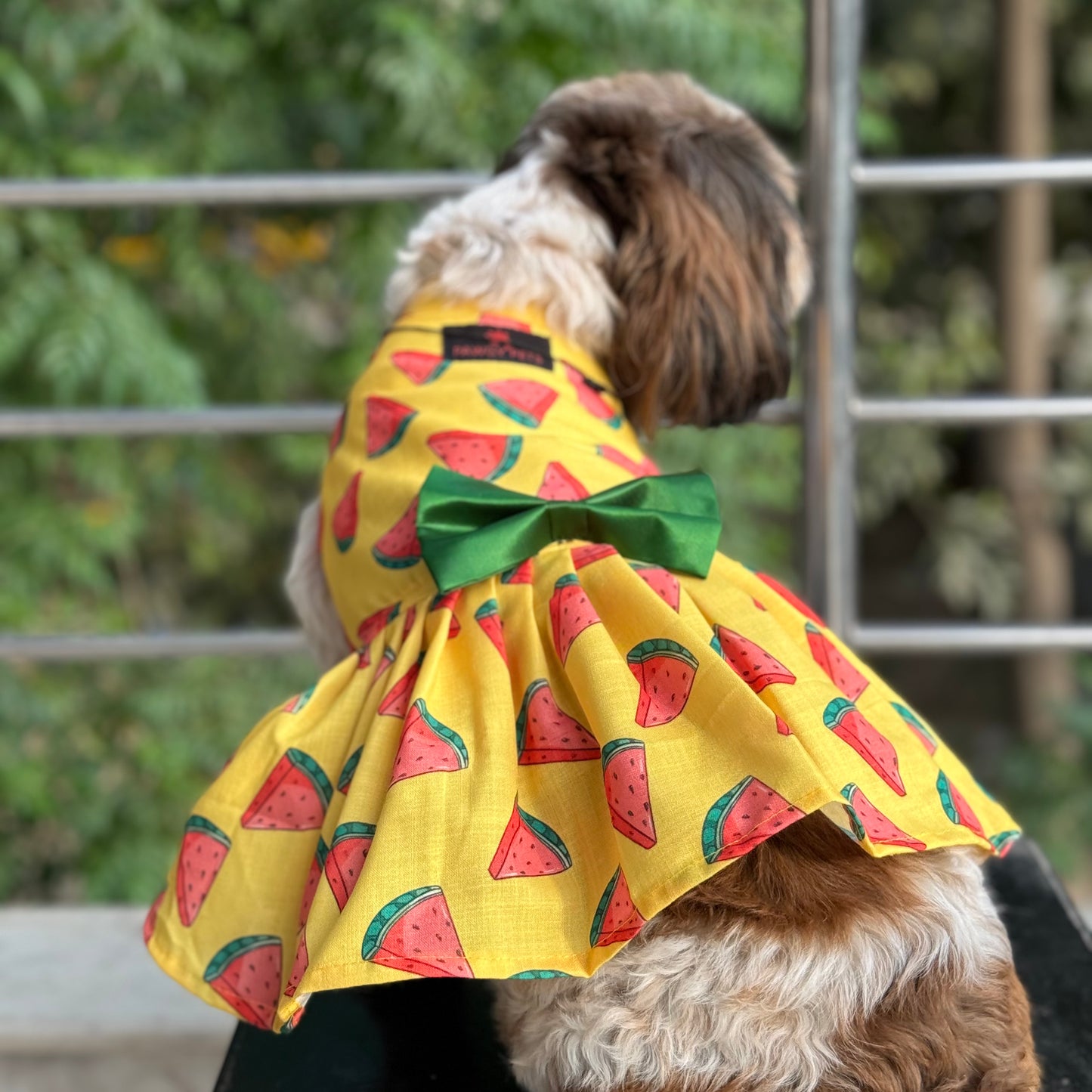 Watermelon Sugar Dress | Yellow | For Dogs | Pawgy Pets