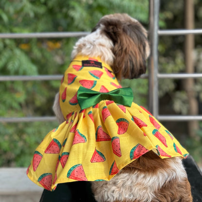 Watermelon Sugar Dress | Yellow | For Dogs | Pawgy Pets