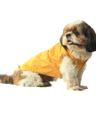 Pawgy Pets Sherwani Yellow for Dogs