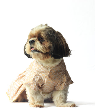 Pawgy Pets Occasion wear Dress White for Dogs