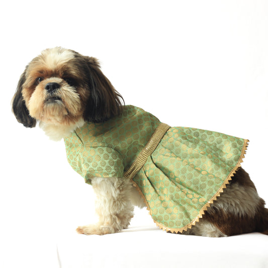 Pawgy Pets Occasion wear Dress Pista Green for Dogs