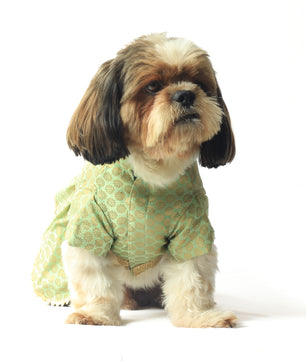 Pawgy Pets Occasion wear Dress Pista Green for Dogs