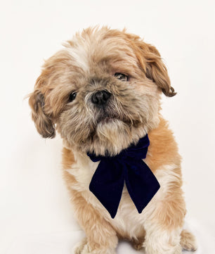 Pawgy Pets Pigtail Bowtie: Royal blue for Dogs & Cats