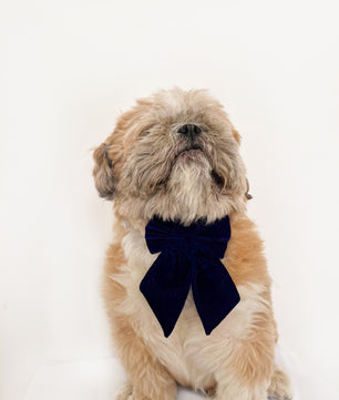 Pawgy Pets Pigtail Bowtie: Royal blue for Dogs & Cats