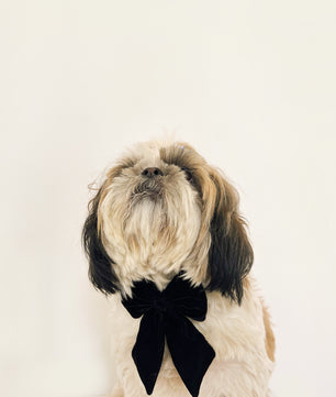 Pawgy Pets Pigtail Bowtie: Black for Dogs & Cats