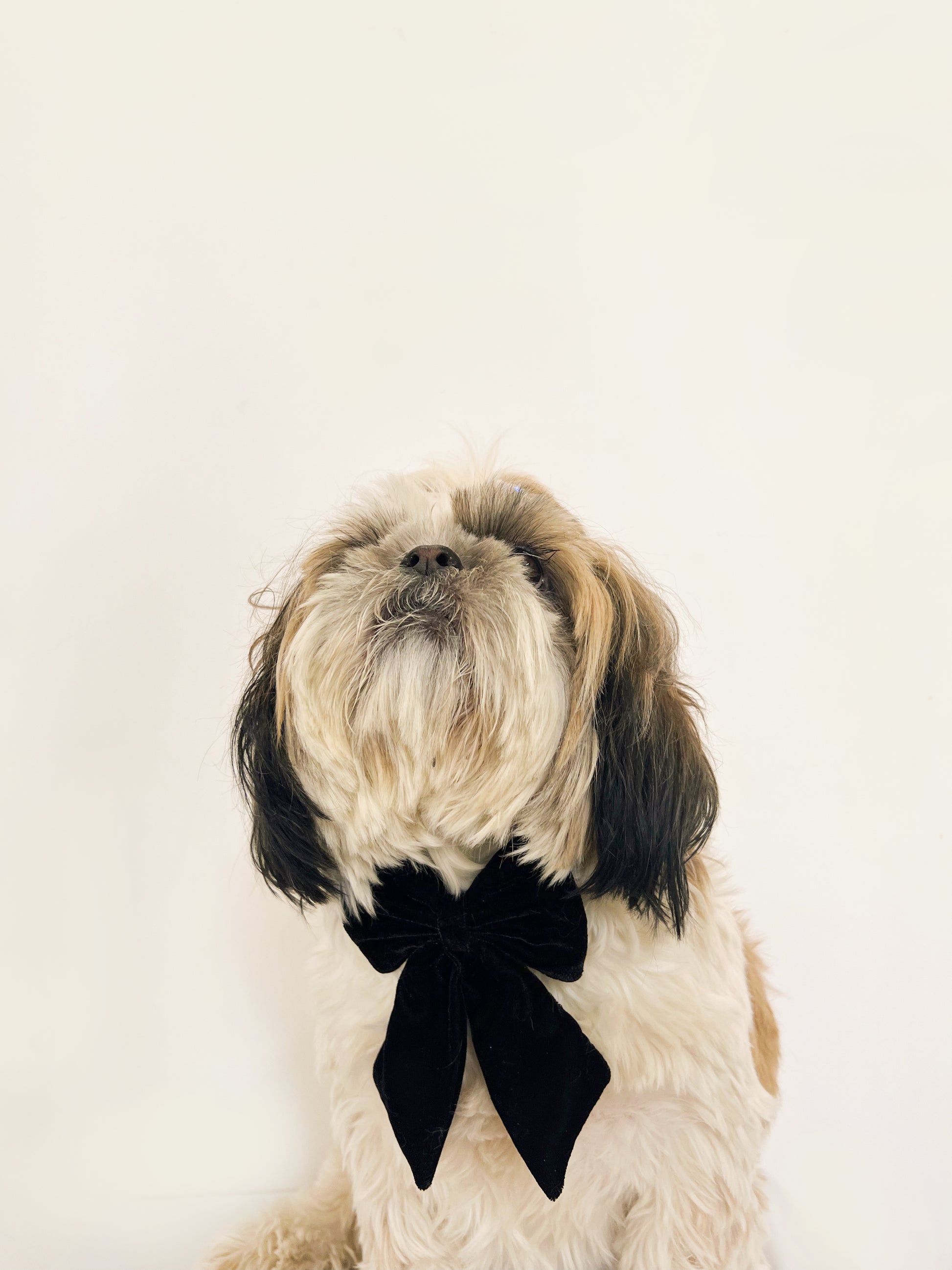 Pawgy Pets Pigtail Bowtie: Black for Dogs & Cats