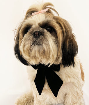 Pawgy Pets Pigtail Bowtie: Black for Dogs & Cats