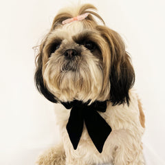 Pawgy Pets Pigtail Bowtie: Black for Dogs & Cats