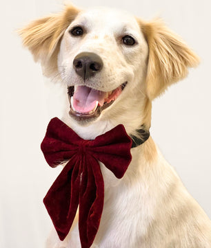 Pawgy Pets Pigtail Bowtie: Maroon for Dogs & Cats