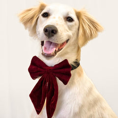 Pawgy Pets Pigtail Bowtie: Maroon for Dogs & Cats