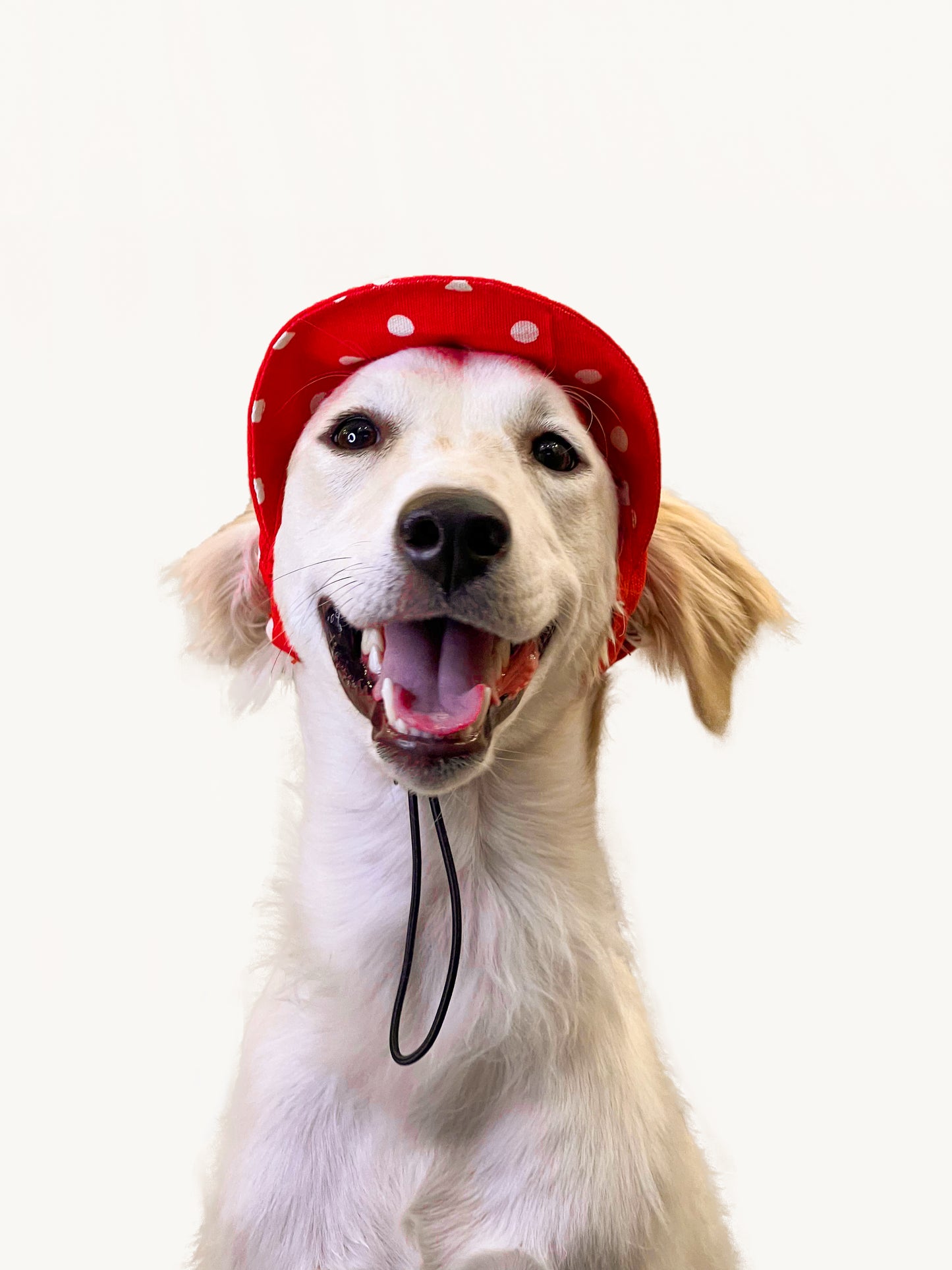 Red Polka Cap | For Dogs | Pawgy Pets