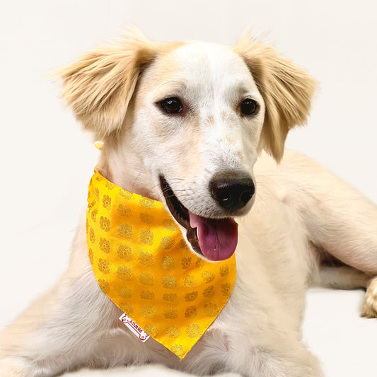 Pawgy Pets Occasion wear bandana Yellow for Dogs & Cats