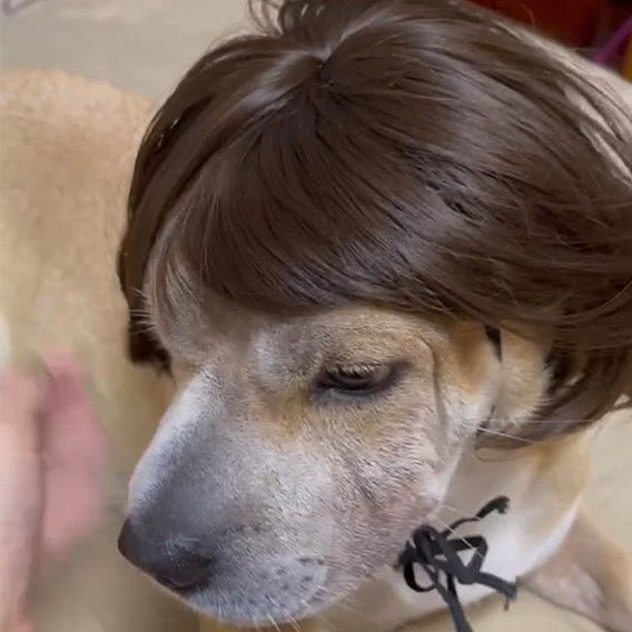 Funny Pet Wigs