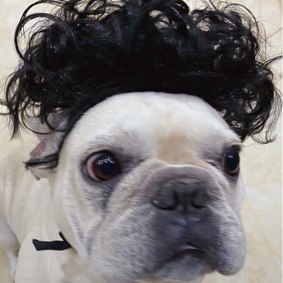 Funny Pet Wigs