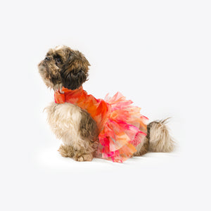 Orange Frilly Dress | For Dogs | Pawgy Pets