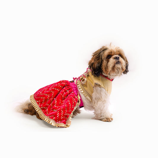 Pawgy Pets Lehenga Pink velvet and golden for Dogs & Cats