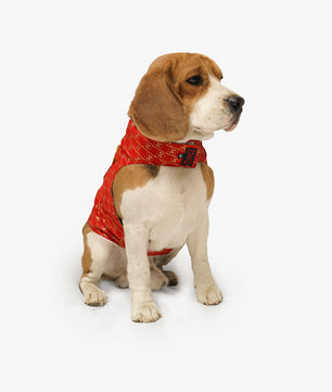 Pawgy Pets Strapy Sherwani Red for Dogs