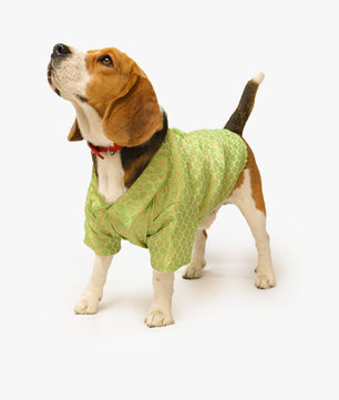 Pawgy Pets Occasion wear Shirt Pista green for Dogs