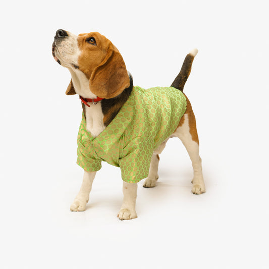 Pawgy Pets Occasion wear Shirt Pista green for Dogs