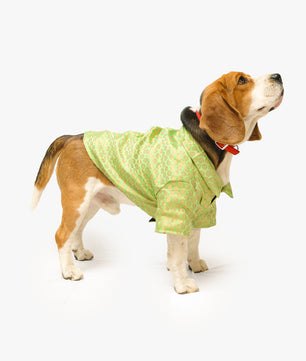 Pawgy Pets Occasion wear Shirt Pista green for Dogs