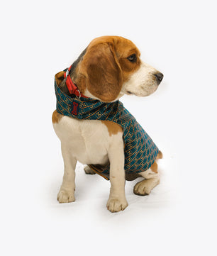 Pawgy Pets Strapy Sherwani Peacock Blue for Dogs