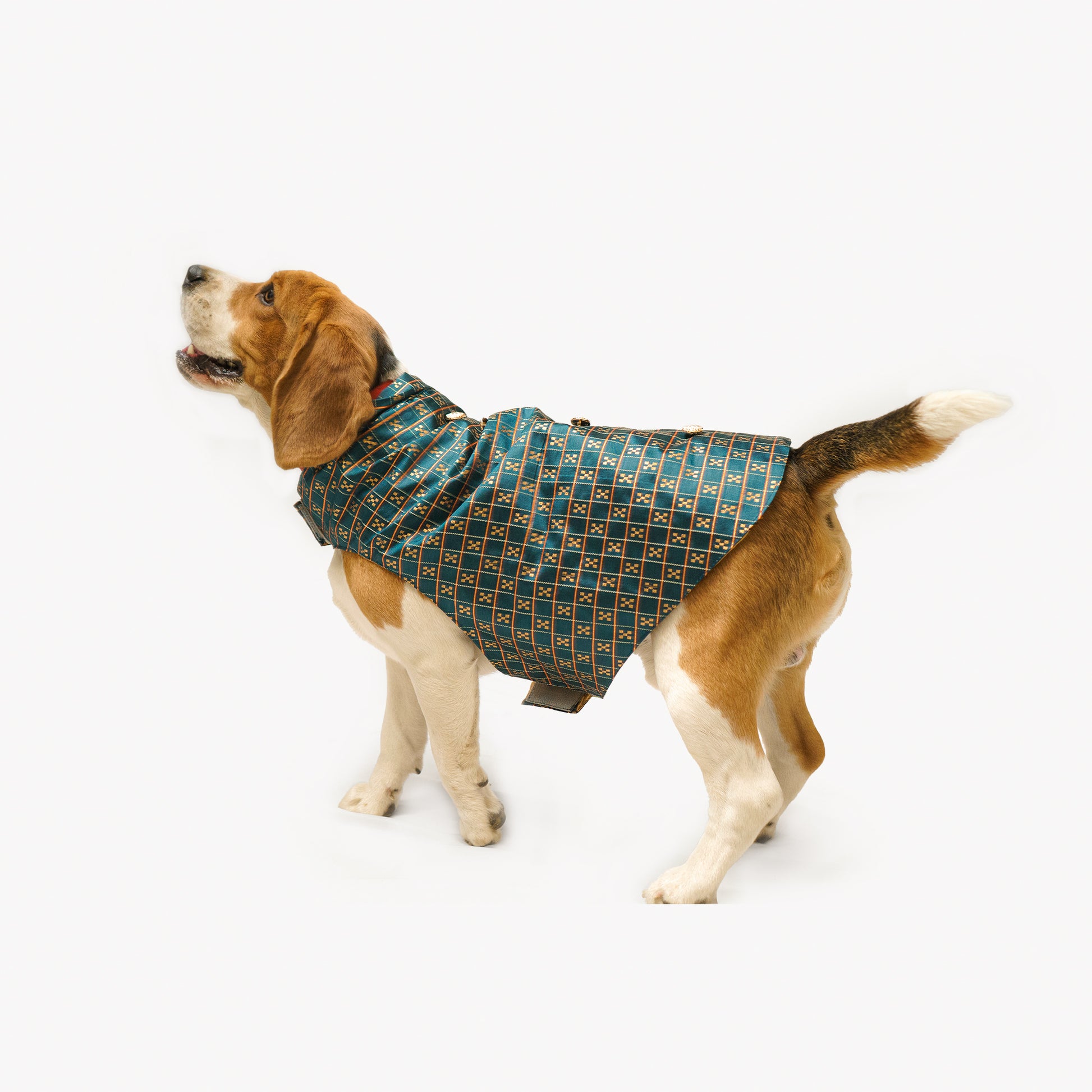 Pawgy Pets Strapy Sherwani Peacock Blue for Dogs