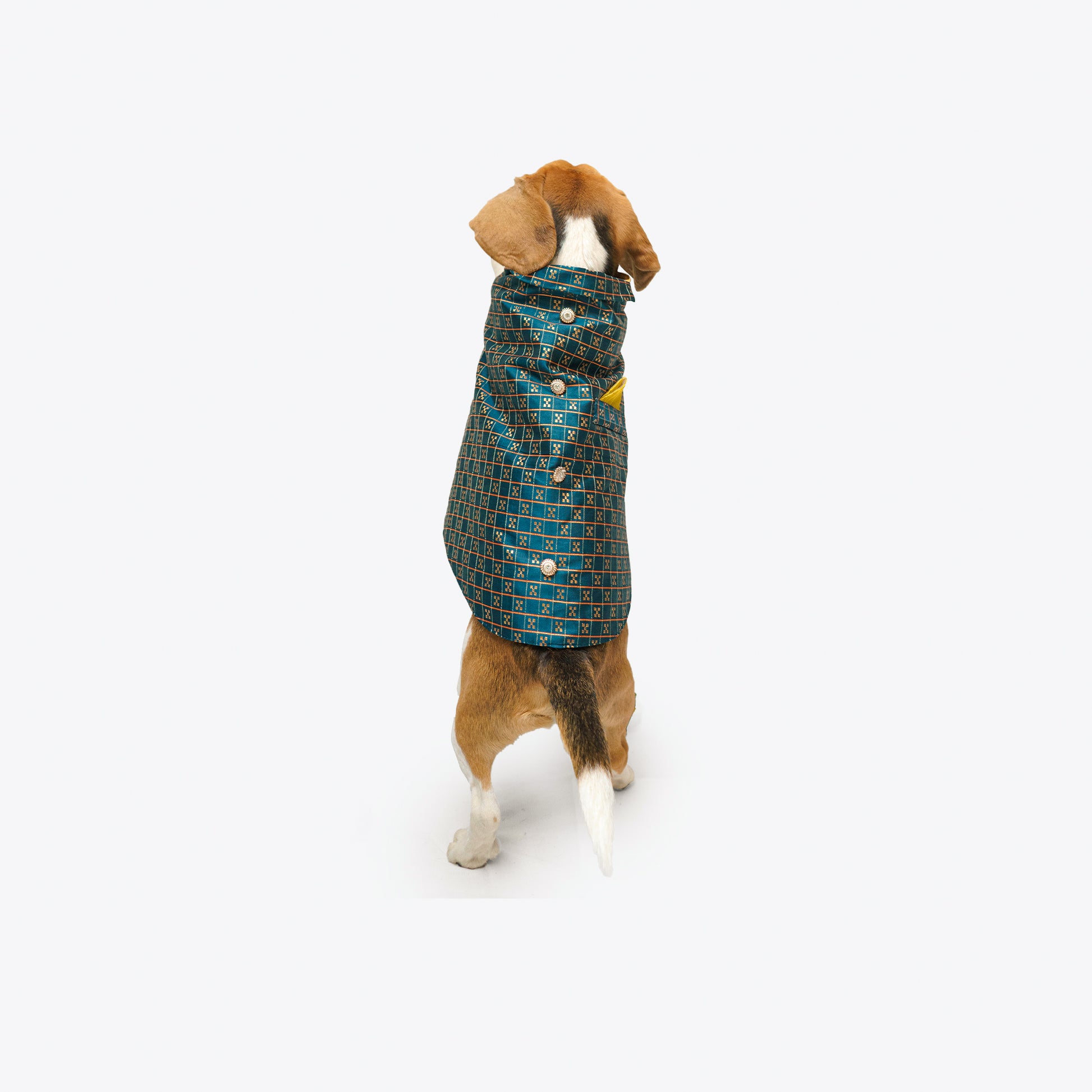 Pawgy Pets Strapy Sherwani Peacock Blue for Dogs