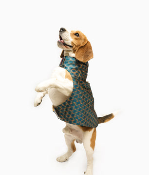 Pawgy Pets Strapy Sherwani Peacock Blue for Dogs