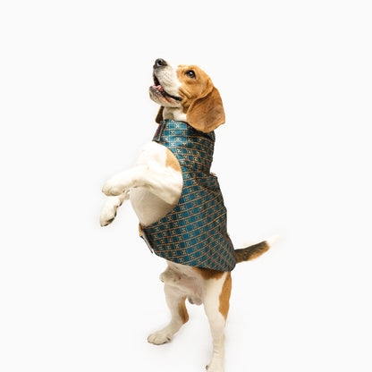 Pawgy Pets Strapy Sherwani Peacock Blue for Dogs