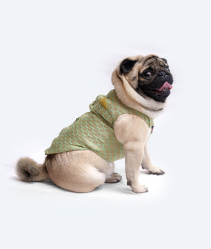 Pawgy Pets Sherwani Pista Green for Dogs