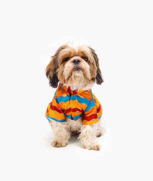 Pawgy Pets Multi Stripe Dress for Dogs