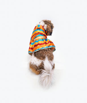 Pawgy Pets Multi Stripe Dress for Dogs