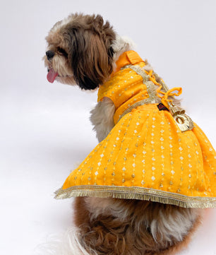 Pawgy Pets Yellow Festive Lehenga for Dogs & Cats