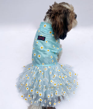 Pawgy Pets Frilly Dress Powder Blue for Dogs