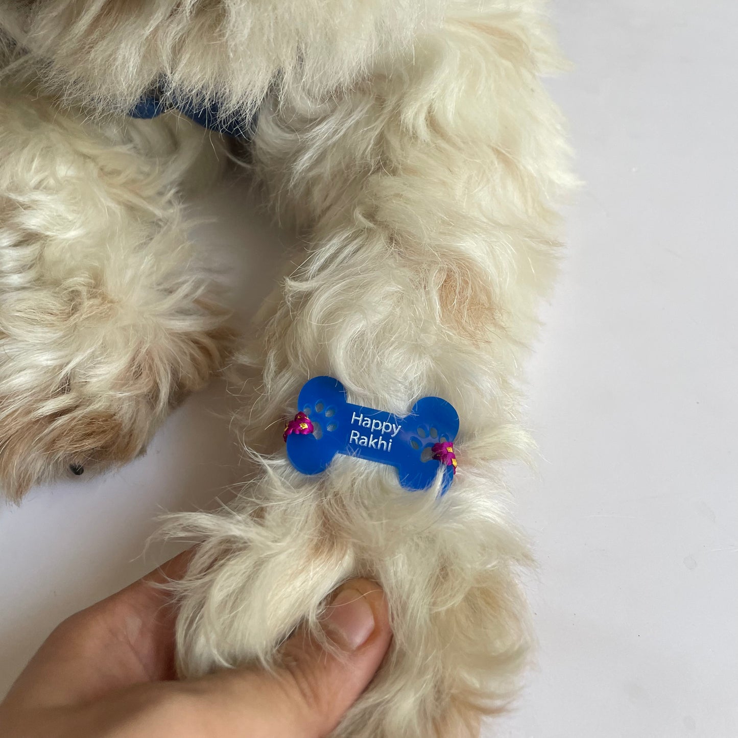 Dog Rakhi Bone Blue