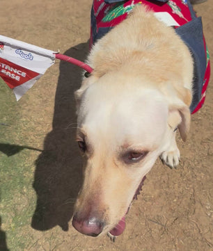 Pawgy Pets Four-Legged Dungaree
