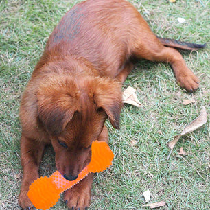 Basil TPR Dumbbell toy Orange