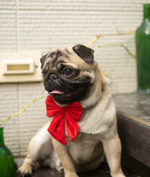 Pawgy Pets Pigtail Bowtie: Red for Dogs & Cats