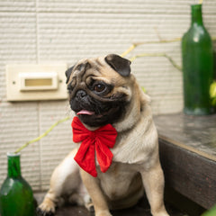 Pawgy Pets Pigtail Bowtie: Red for Dogs & Cats