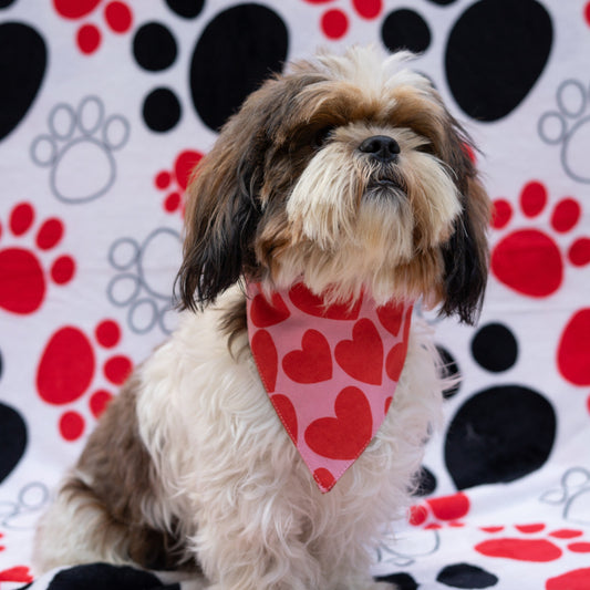 Pawgy Pets Valentine's Special Bandana for Dogs & Cats