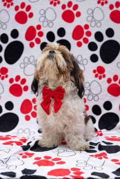 Pawgy Pets Pigtail Bowtie: Red for Dogs & Cats