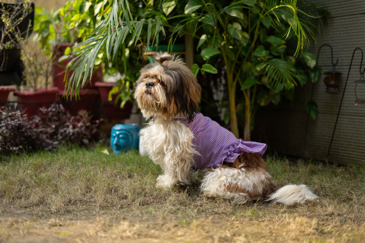 Purple Strappy Summer Dress | For Dogs | Pawgy Pets