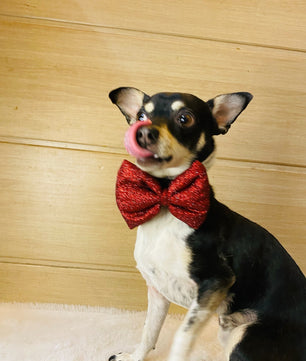 Pawgy Pets Party wear Bowtie: Red for Dogs & Cats
