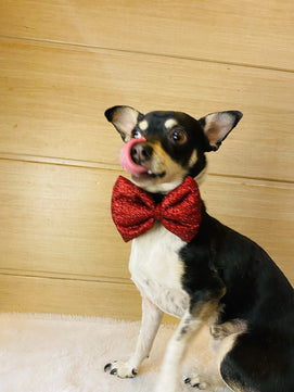 Pawgy Pets Party wear Bowtie: Red for Dogs & Cats