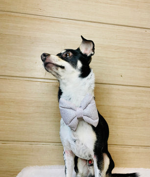 Pawgy Pets Party wear Bowtie: Silver for Dogs & Cats