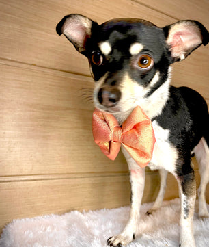 Pawgy Pets Party wear Bowtie: Rose gold for Dogs & Cats