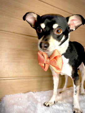 Pawgy Pets Party wear Bowtie: Rose gold for Dogs & Cats