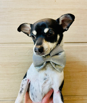 Pawgy Pets Party wear Bowtie: Light golden for Dogs & Cats