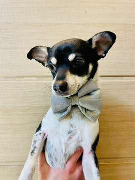 Pawgy Pets Party wear Bowtie: Light golden for Dogs & Cats